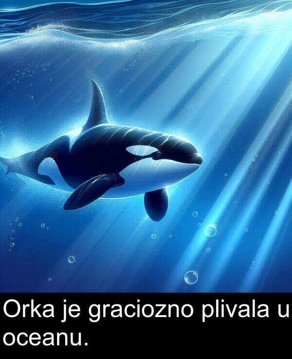 graciozno: Orka je graciozno plivala u oceanu.