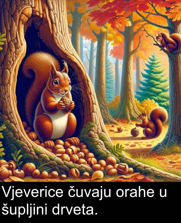 čuvaju: Vjeverice čuvaju orahe u šupljini drveta.