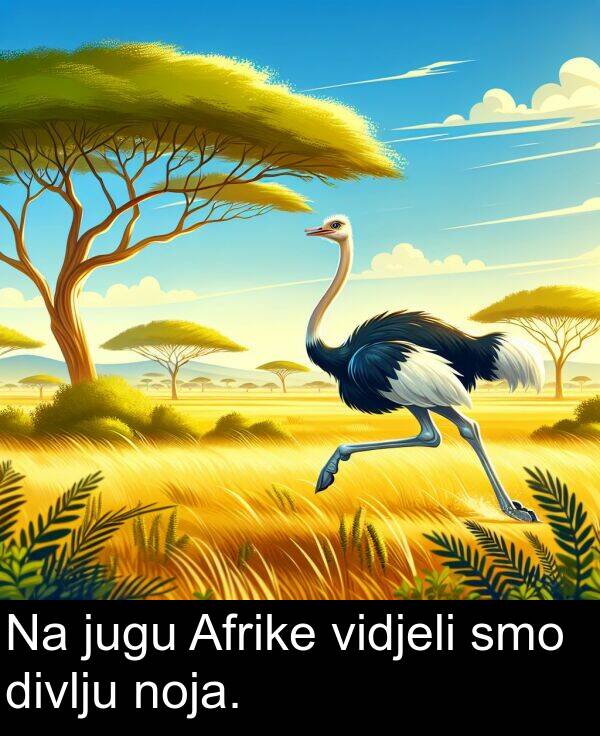 vidjeli: Na jugu Afrike vidjeli smo divlju noja.