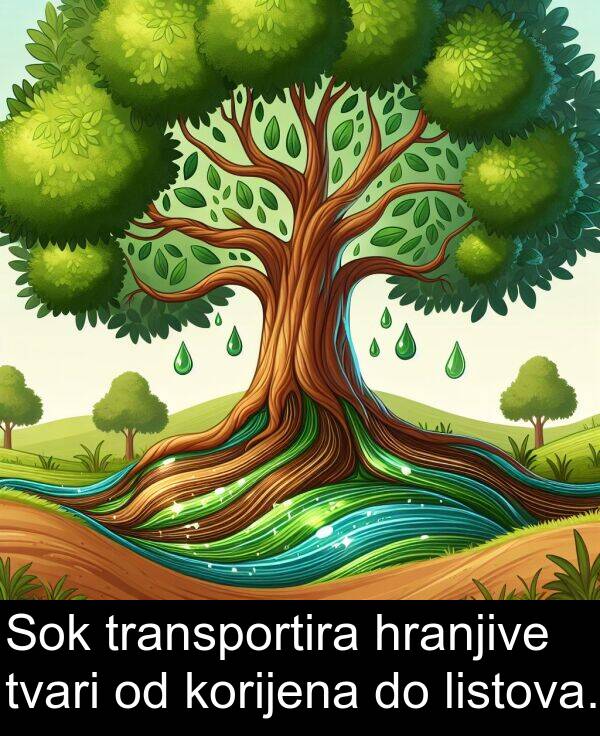 hranjive: Sok transportira hranjive tvari od korijena do listova.