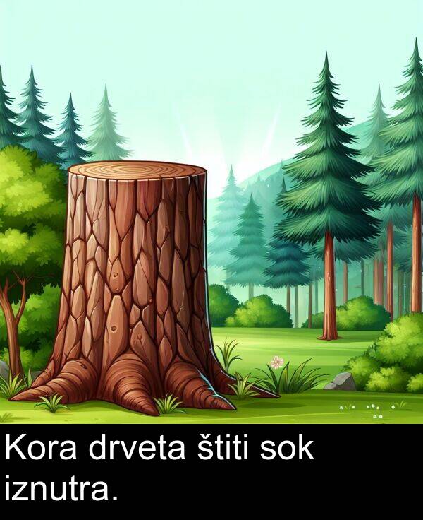 sok: Kora drveta štiti sok iznutra.