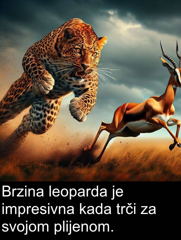 impresivna: Brzina leoparda je impresivna kada trči za svojom plijenom.