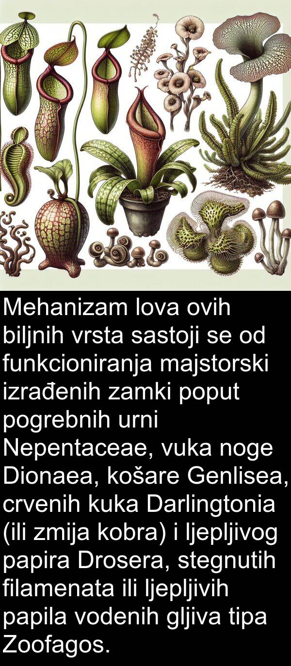 biljnih: Mehanizam lova ovih biljnih vrsta sastoji se od funkcioniranja majstorski izrađenih zamki poput pogrebnih urni Nepentaceae, vuka noge Dionaea, košare Genlisea, crvenih kuka Darlingtonia (ili zmija kobra) i ljepljivog papira Drosera, stegnutih filamenata ili ljepljivih papila vodenih gljiva tipa Zoofagos.