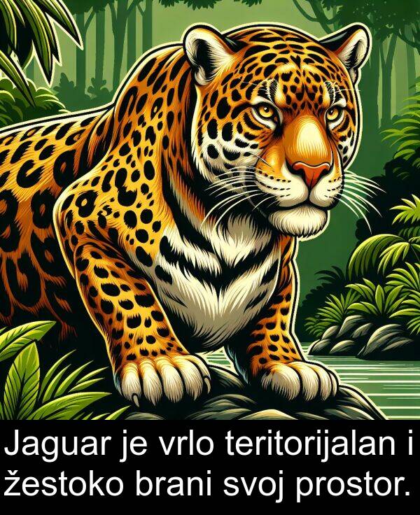 teritorijalan: Jaguar je vrlo teritorijalan i žestoko brani svoj prostor.