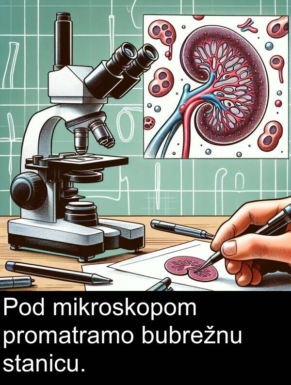 mikroskopom: Pod mikroskopom promatramo bubrežnu stanicu.