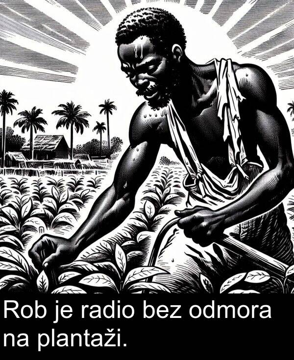 bez: Rob je radio bez odmora na plantaži.