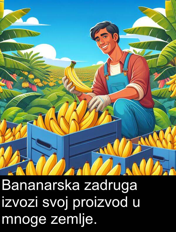 zadruga: Bananarska zadruga izvozi svoj proizvod u mnoge zemlje.