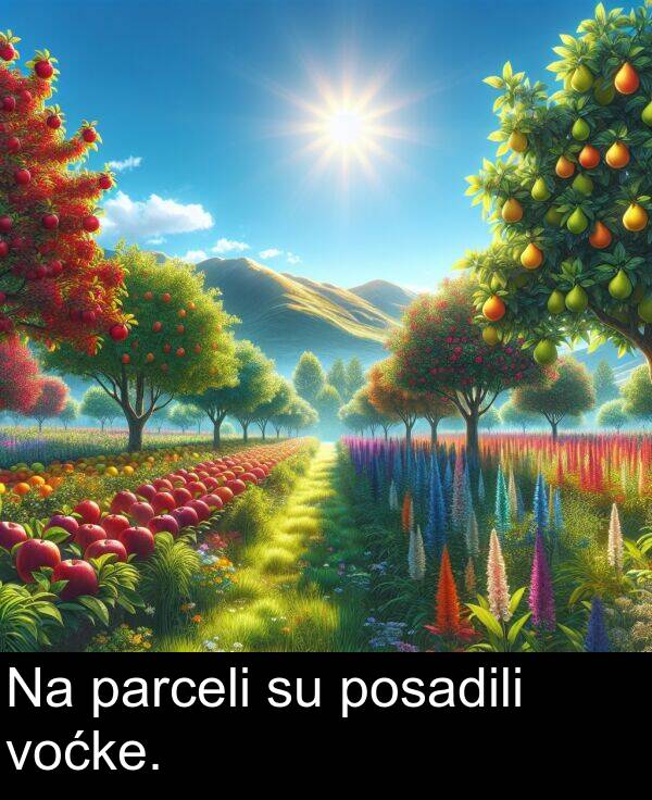 parceli: Na parceli su posadili voćke.