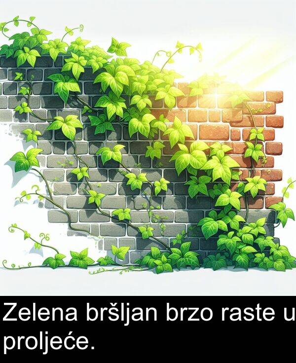 raste: Zelena bršljan brzo raste u proljeće.