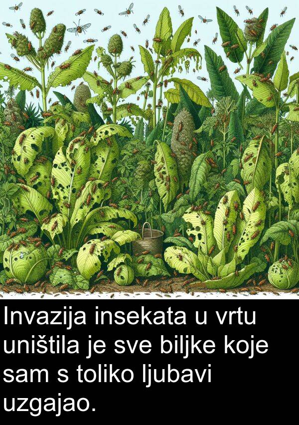 biljke: Invazija insekata u vrtu uništila je sve biljke koje sam s toliko ljubavi uzgajao.