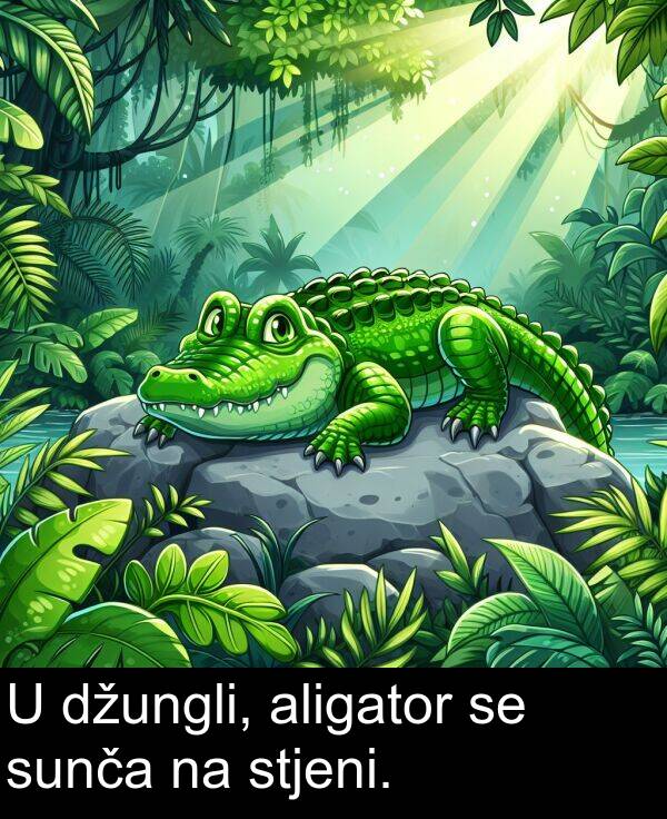 aligator: U džungli, aligator se sunča na stjeni.