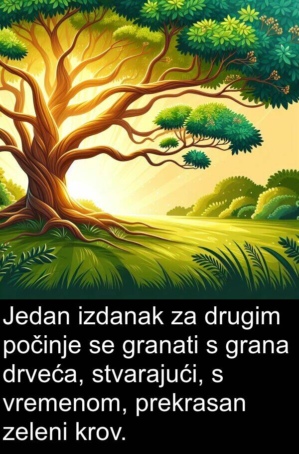 granati: Jedan izdanak za drugim počinje se granati s grana drveća, stvarajući, s vremenom, prekrasan zeleni krov.