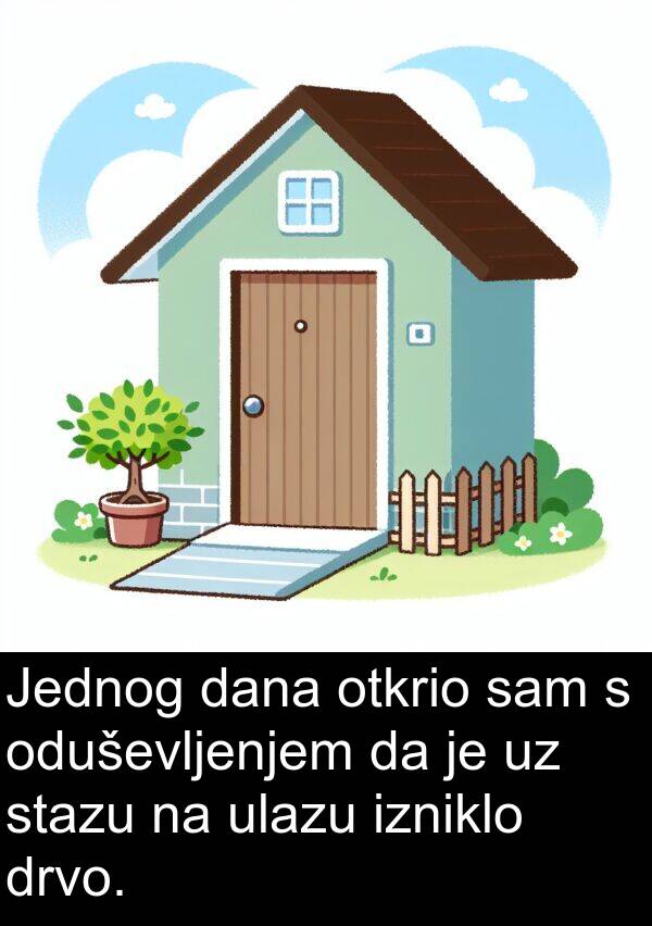 ulazu: Jednog dana otkrio sam s oduševljenjem da je uz stazu na ulazu izniklo drvo.