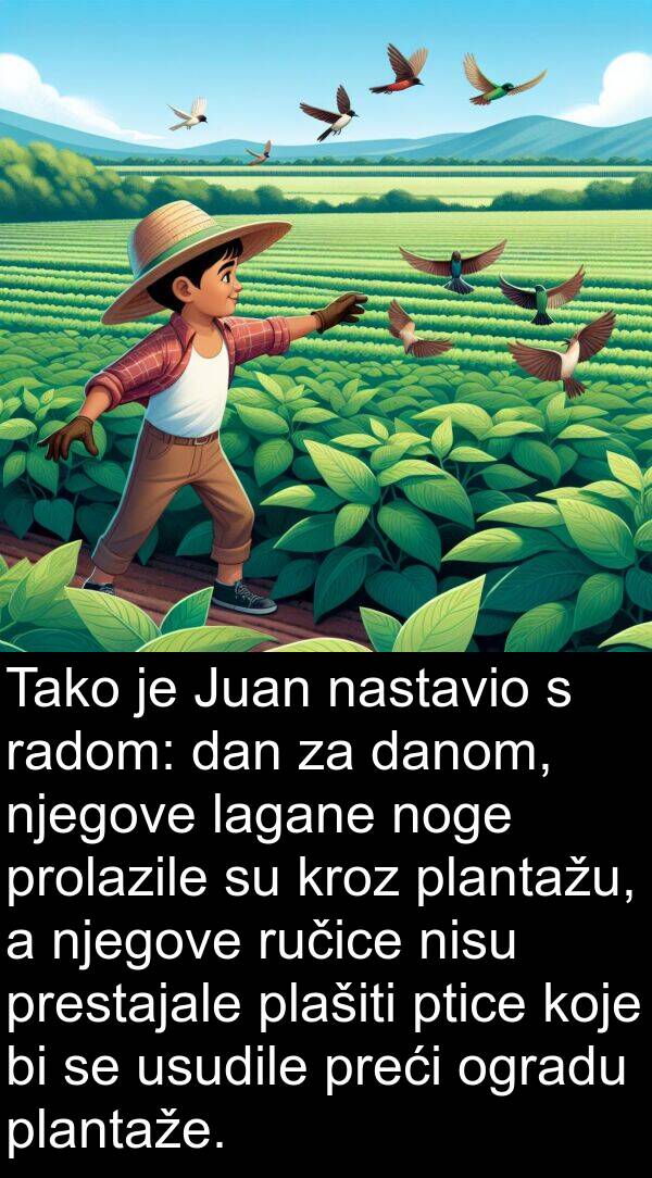 radom: Tako je Juan nastavio s radom: dan za danom, njegove lagane noge prolazile su kroz plantažu, a njegove ručice nisu prestajale plašiti ptice koje bi se usudile preći ogradu plantaže.