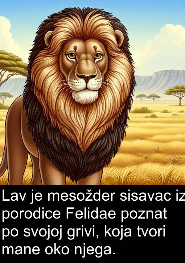 mesožder: Lav je mesožder sisavac iz porodice Felidae poznat po svojoj grivi, koja tvori mane oko njega.