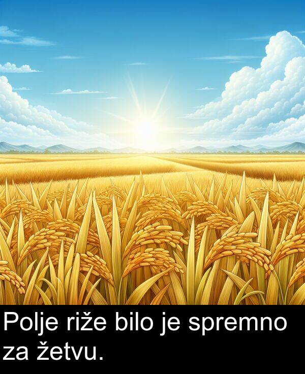 bilo: Polje riže bilo je spremno za žetvu.