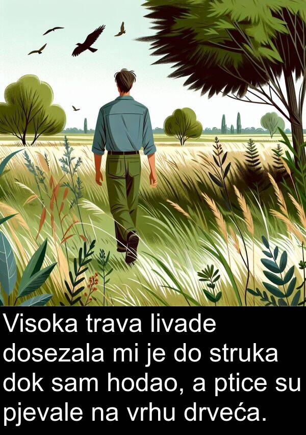 hodao: Visoka trava livade dosezala mi je do struka dok sam hodao, a ptice su pjevale na vrhu drveća.