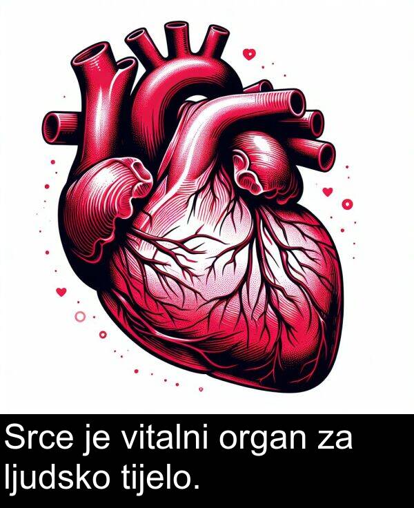 vitalni: Srce je vitalni organ za ljudsko tijelo.