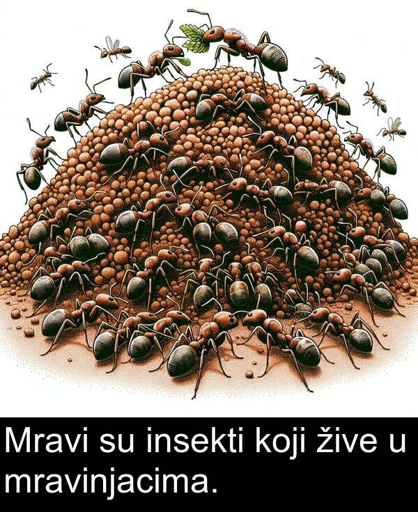 insekti: Mravi su insekti koji žive u mravinjacima.