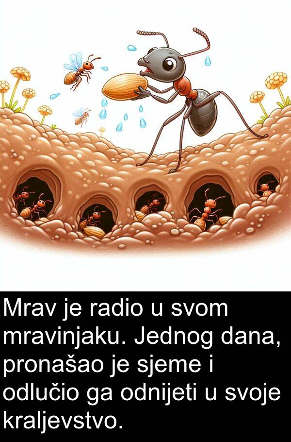 odlučio: Mrav je radio u svom mravinjaku. Jednog dana, pronašao je sjeme i odlučio ga odnijeti u svoje kraljevstvo.