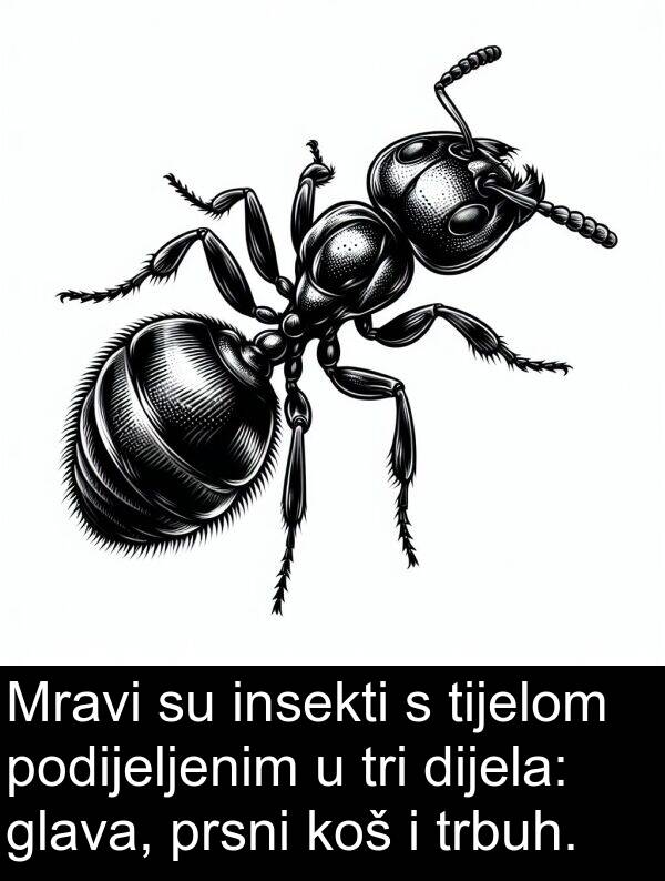 glava: Mravi su insekti s tijelom podijeljenim u tri dijela: glava, prsni koš i trbuh.