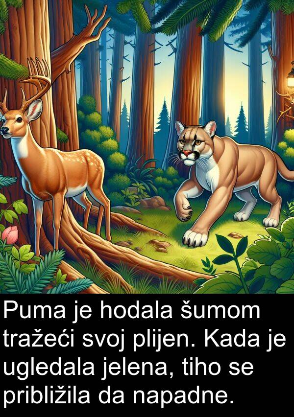 hodala: Puma je hodala šumom tražeći svoj plijen. Kada je ugledala jelena, tiho se približila da napadne.