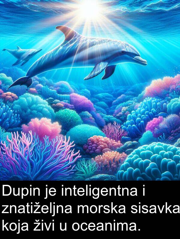 oceanima: Dupin je inteligentna i znatiželjna morska sisavka koja živi u oceanima.