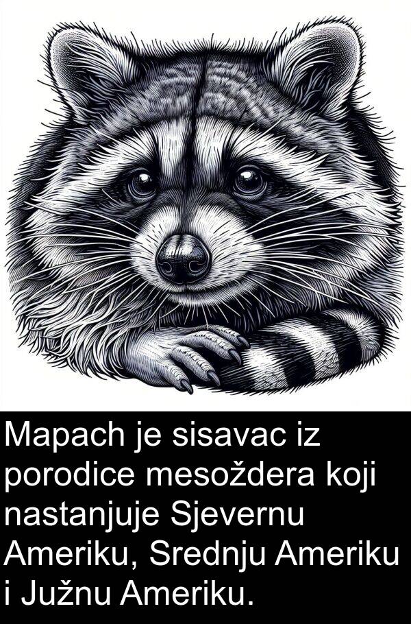 mesoždera: Mapach je sisavac iz porodice mesoždera koji nastanjuje Sjevernu Ameriku, Srednju Ameriku i Južnu Ameriku.