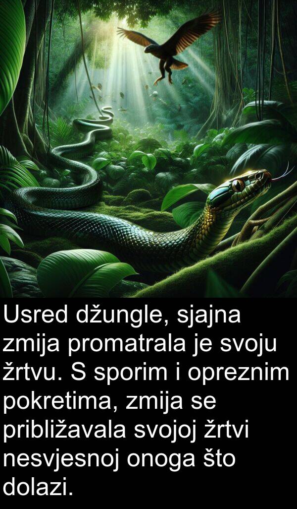 pokretima: Usred džungle, sjajna zmija promatrala je svoju žrtvu. S sporim i opreznim pokretima, zmija se približavala svojoj žrtvi nesvjesnoj onoga što dolazi.