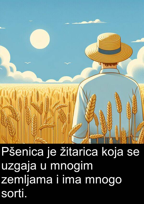 mnogim: Pšenica je žitarica koja se uzgaja u mnogim zemljama i ima mnogo sorti.