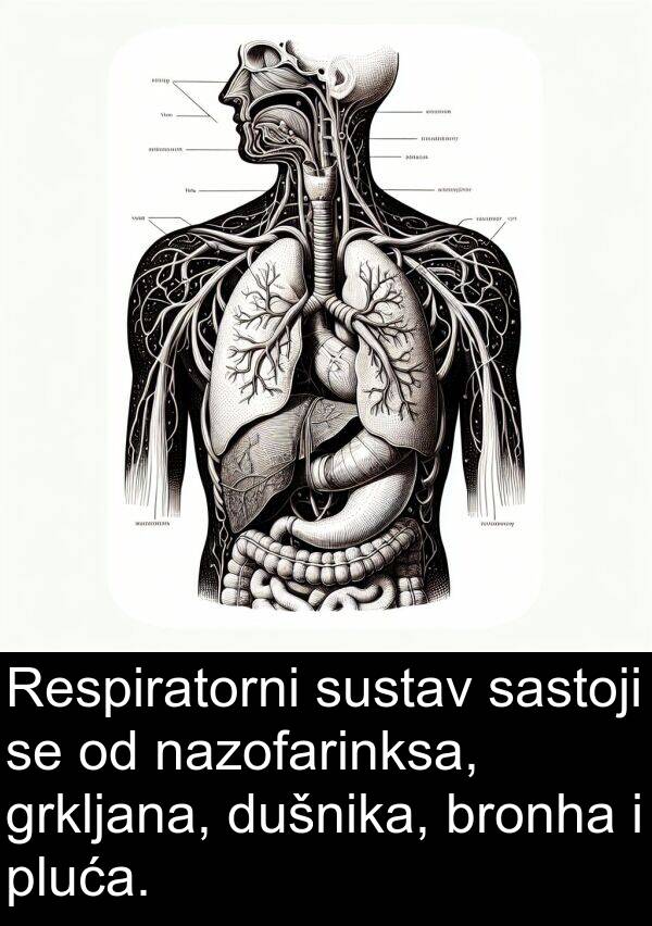 grkljana: Respiratorni sustav sastoji se od nazofarinksa, grkljana, dušnika, bronha i pluća.