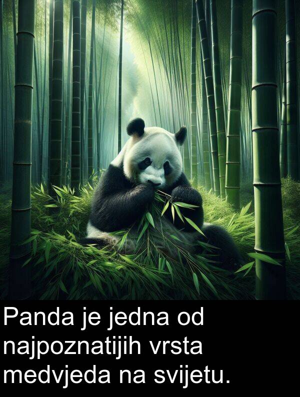 najpoznatijih: Panda je jedna od najpoznatijih vrsta medvjeda na svijetu.