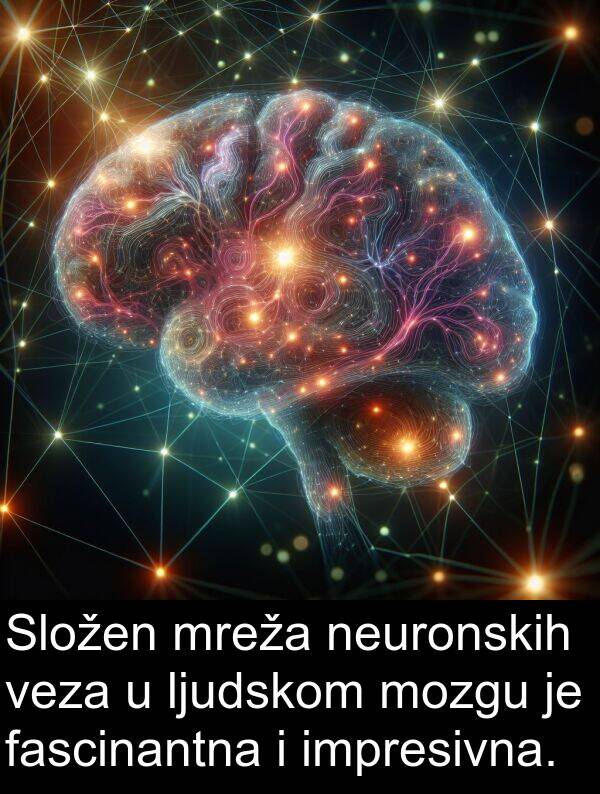 veza: Složen mreža neuronskih veza u ljudskom mozgu je fascinantna i impresivna.