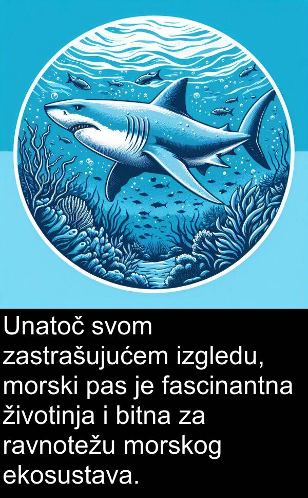 ravnotežu: Unatoč svom zastrašujućem izgledu, morski pas je fascinantna životinja i bitna za ravnotežu morskog ekosustava.