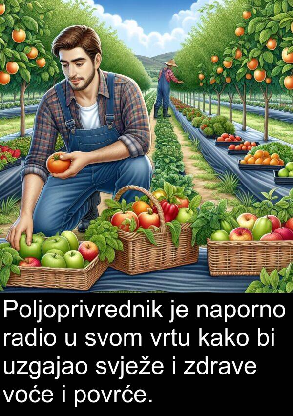 naporno: Poljoprivrednik je naporno radio u svom vrtu kako bi uzgajao svježe i zdrave voće i povrće.