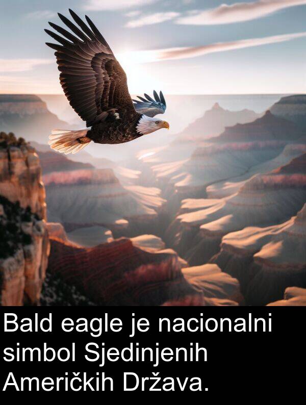 nacionalni: Bald eagle je nacionalni simbol Sjedinjenih Američkih Država.