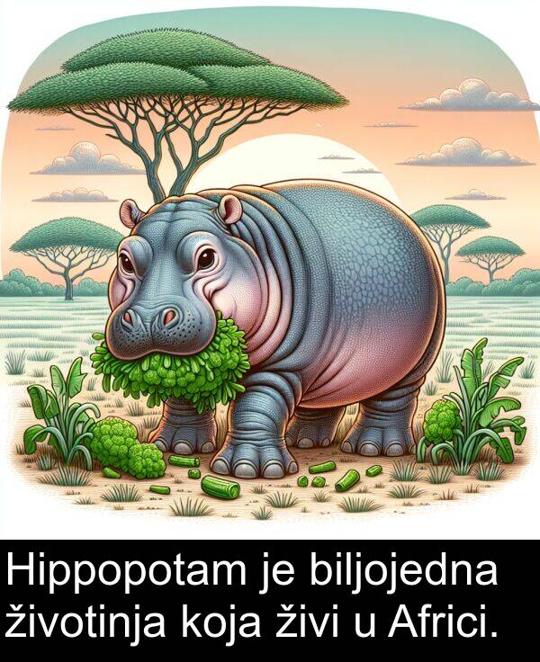 biljojedna: Hippopotam je biljojedna životinja koja živi u Africi.