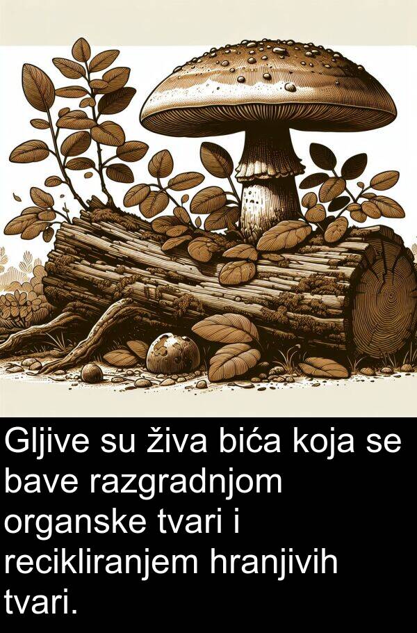 recikliranjem: Gljive su živa bića koja se bave razgradnjom organske tvari i recikliranjem hranjivih tvari.