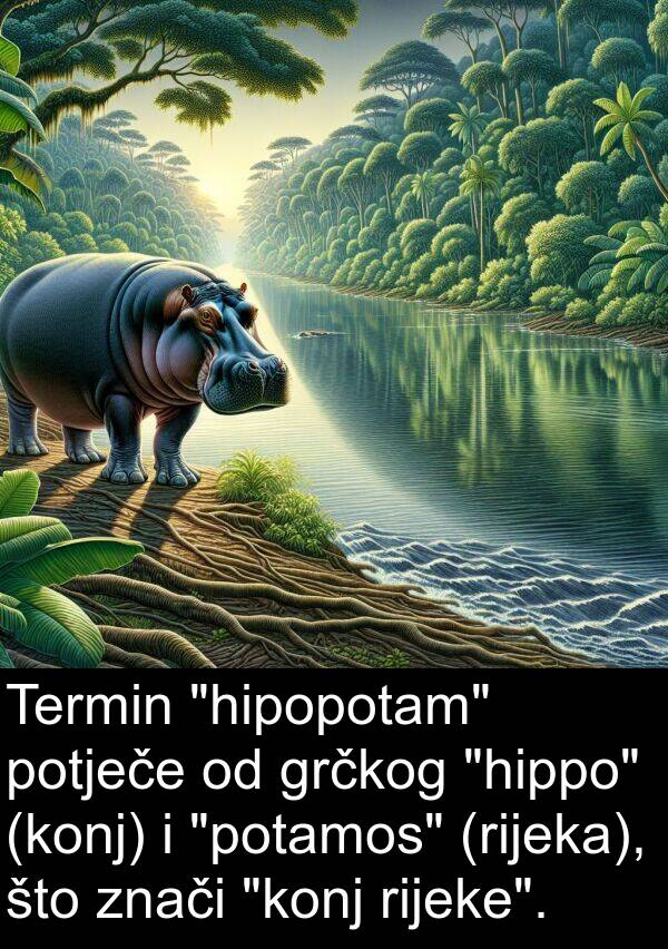 grčkog: Termin "hipopotam" potječe od grčkog "hippo" (konj) i "potamos" (rijeka), što znači "konj rijeke".