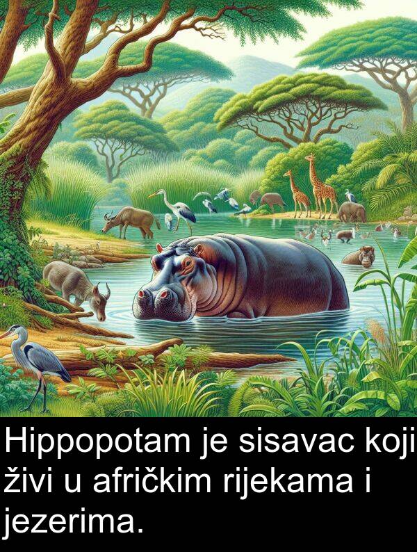 jezerima: Hippopotam je sisavac koji živi u afričkim rijekama i jezerima.