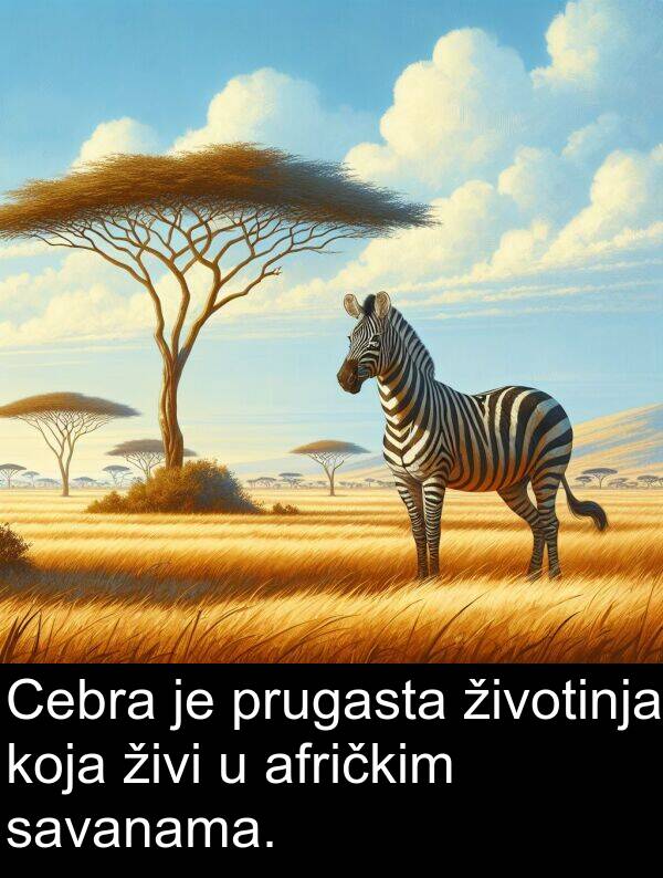 afričkim: Cebra je prugasta životinja koja živi u afričkim savanama.