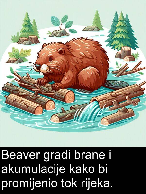 gradi: Beaver gradi brane i akumulacije kako bi promijenio tok rijeka.