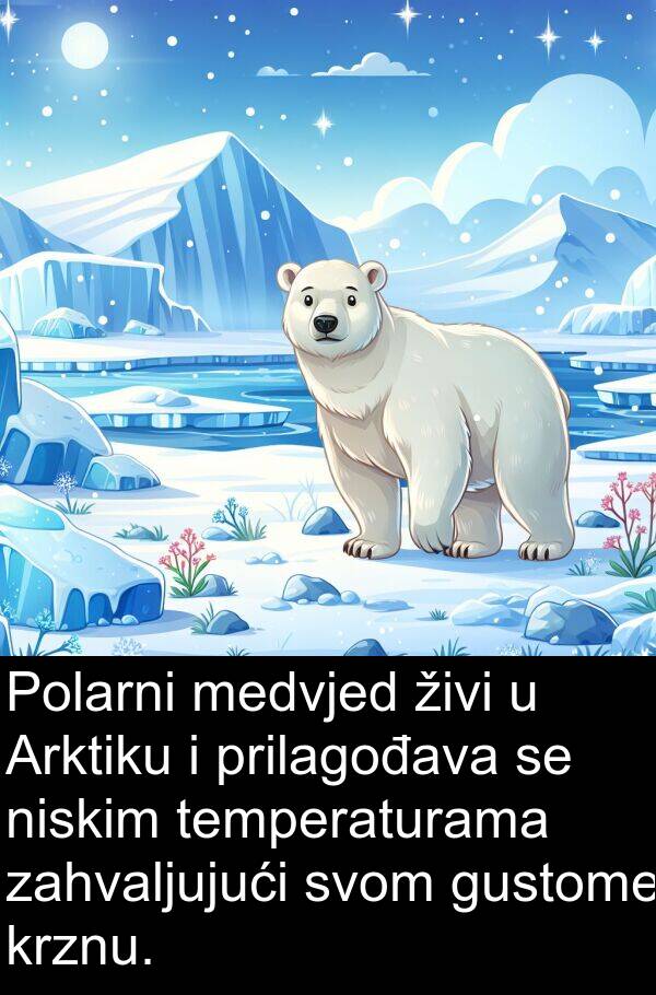 medvjed: Polarni medvjed živi u Arktiku i prilagođava se niskim temperaturama zahvaljujući svom gustome krznu.