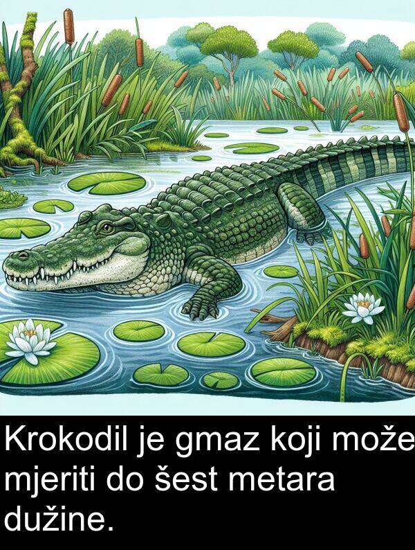 metara: Krokodil je gmaz koji može mjeriti do šest metara dužine.