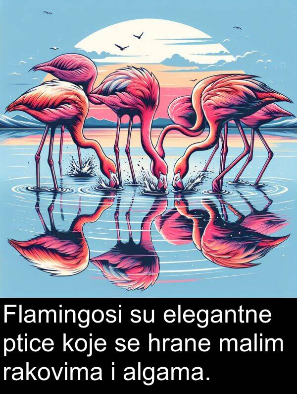 malim: Flamingosi su elegantne ptice koje se hrane malim rakovima i algama.