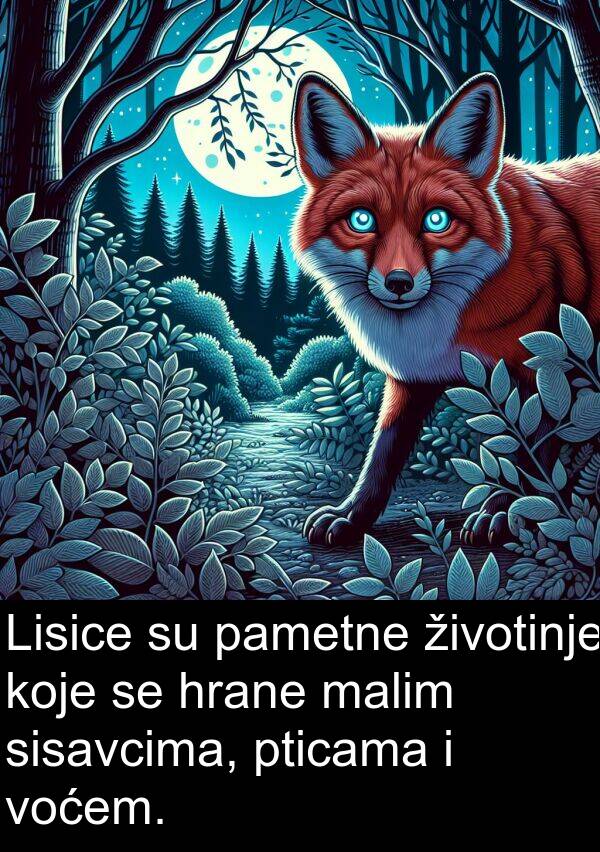 pametne: Lisice su pametne životinje koje se hrane malim sisavcima, pticama i voćem.