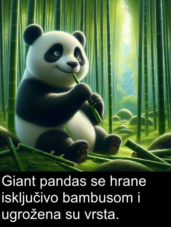 bambusom: Giant pandas se hrane isključivo bambusom i ugrožena su vrsta.