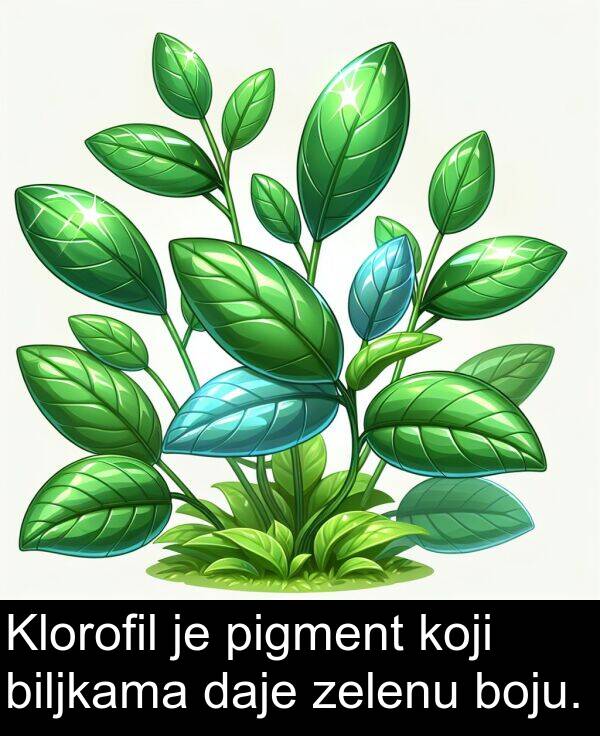 pigment: Klorofil je pigment koji biljkama daje zelenu boju.