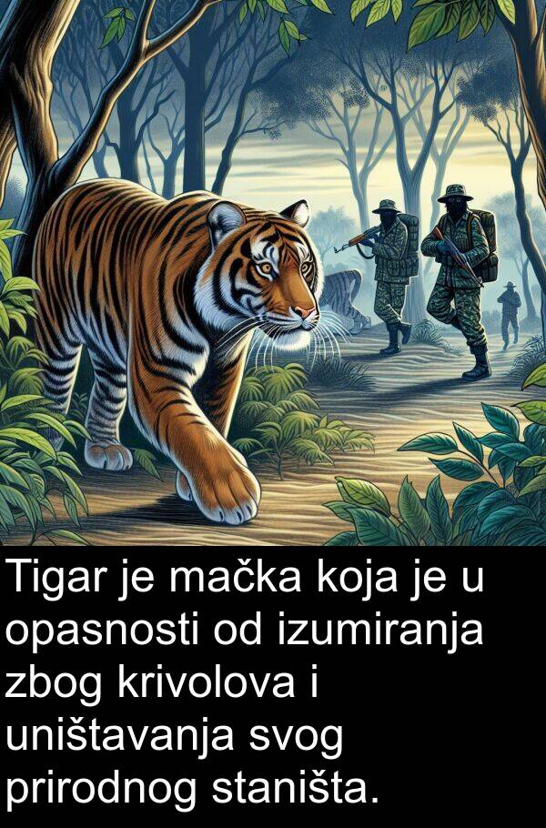 mačka: Tigar je mačka koja je u opasnosti od izumiranja zbog krivolova i uništavanja svog prirodnog staništa.