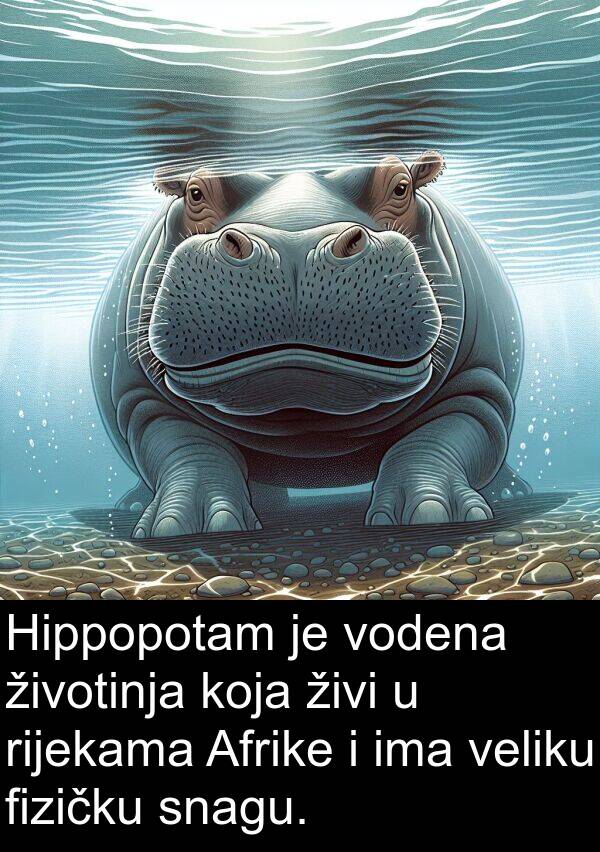 veliku: Hippopotam je vodena životinja koja živi u rijekama Afrike i ima veliku fizičku snagu.